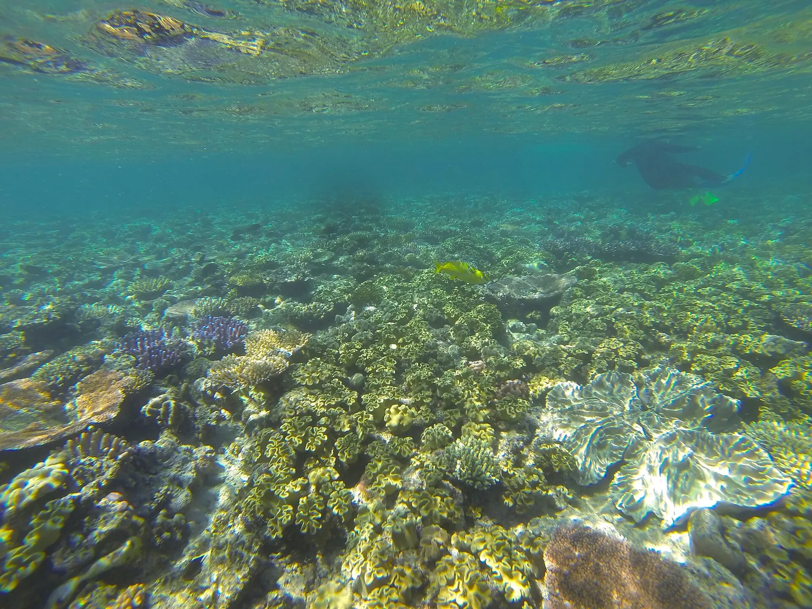 Snorkelling in the Great Barrier Reef, Queensland