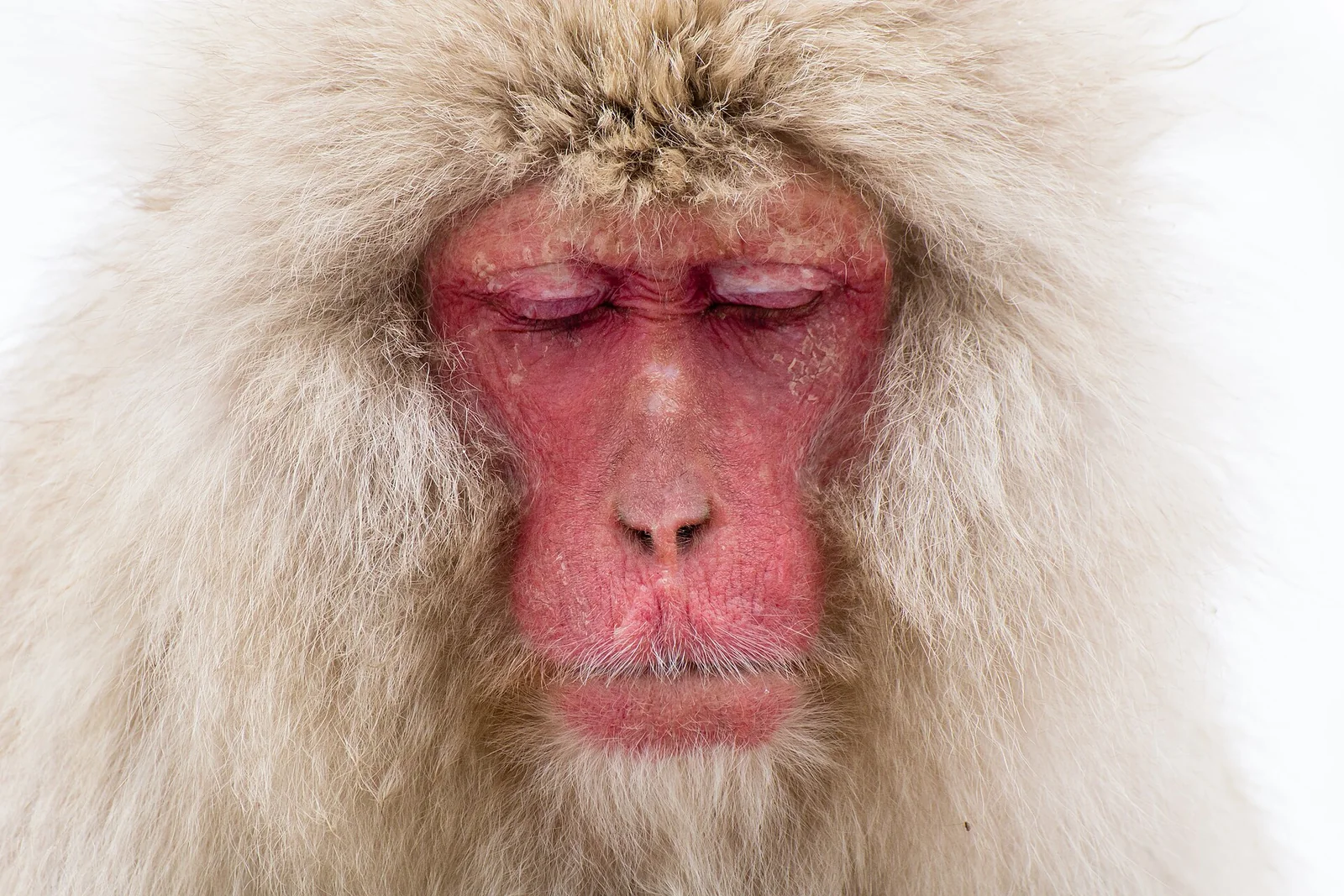 Jigokudani snow monkeys Japan