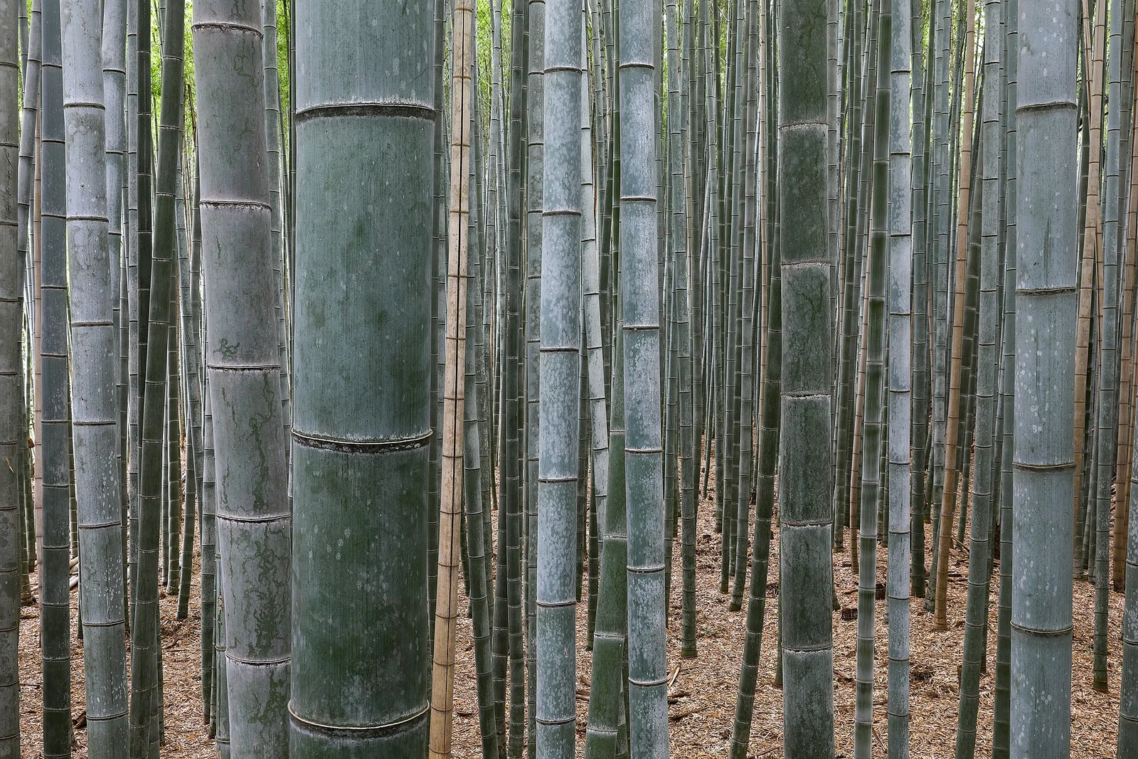 Arashiyama bamboo Kyoto Japan