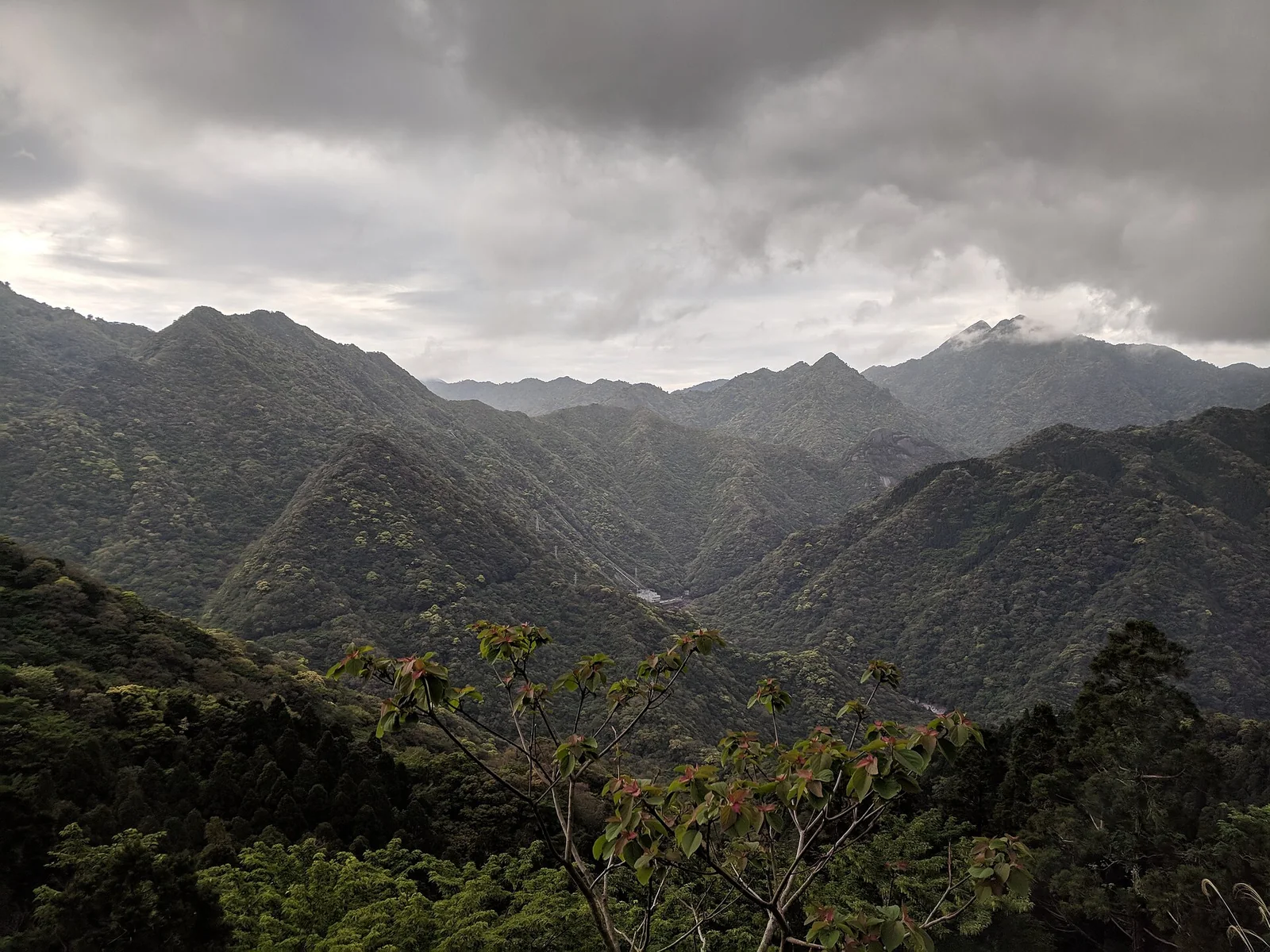 Yakushima Japan forest