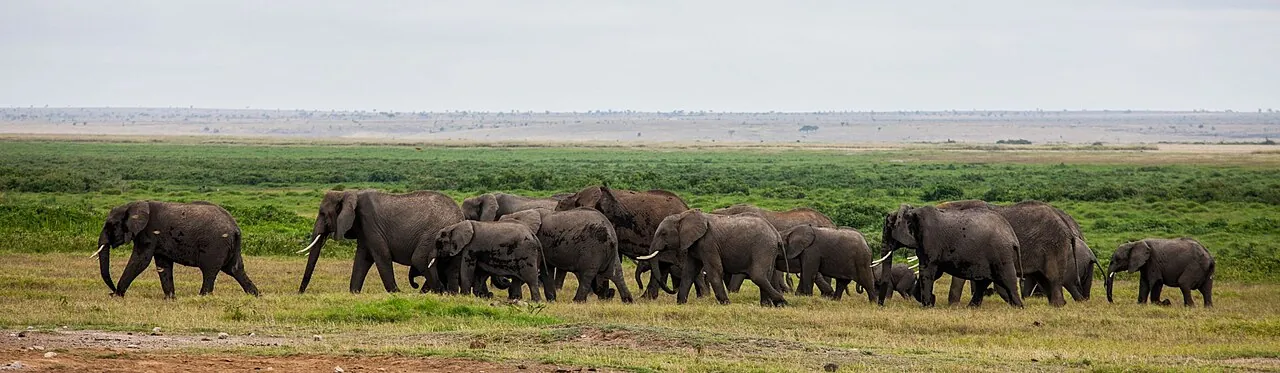 Amboseli