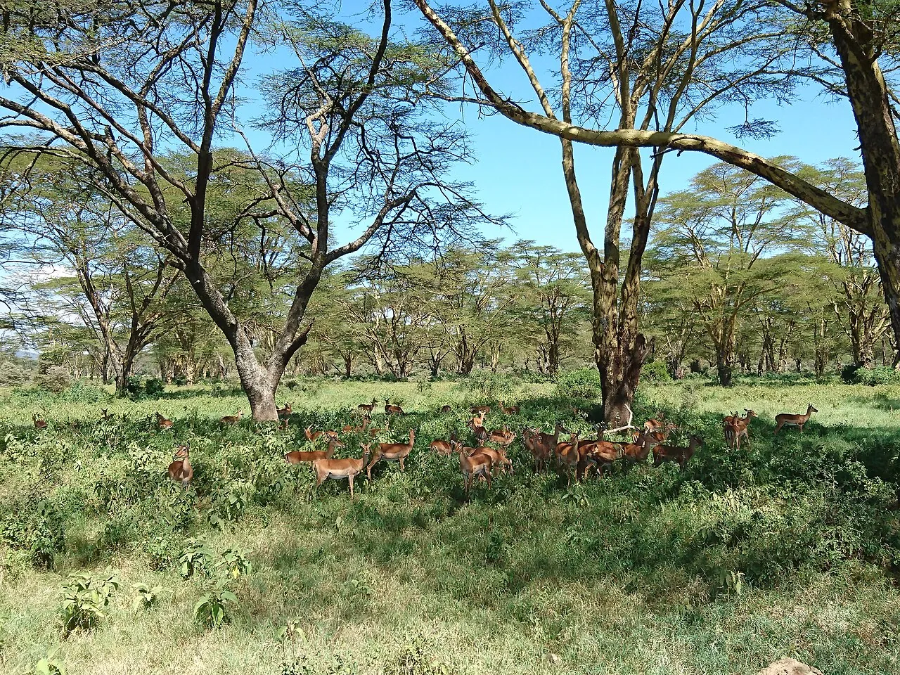 Lake Nakuru