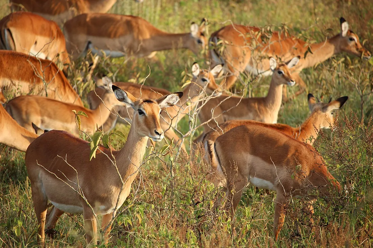Lake Nakuru