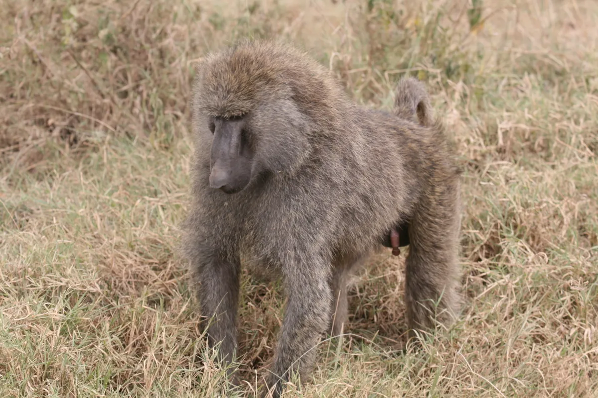 Lake Nakuru