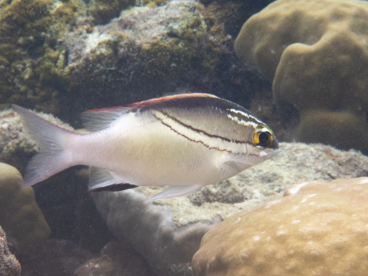 Baa Atoll