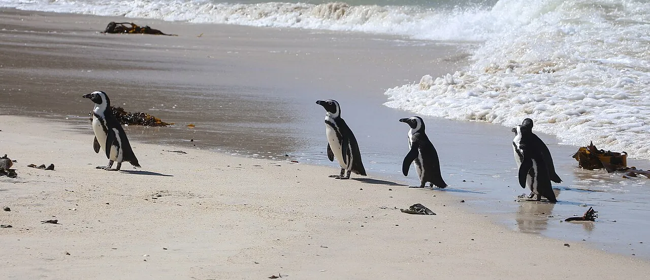 Boulders Beach