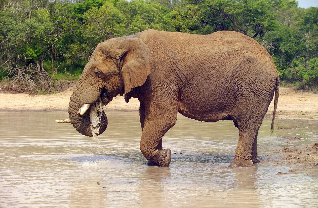 Kruger National Park