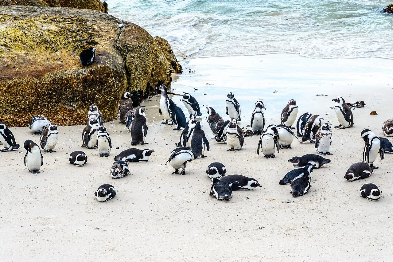Boulders Beach