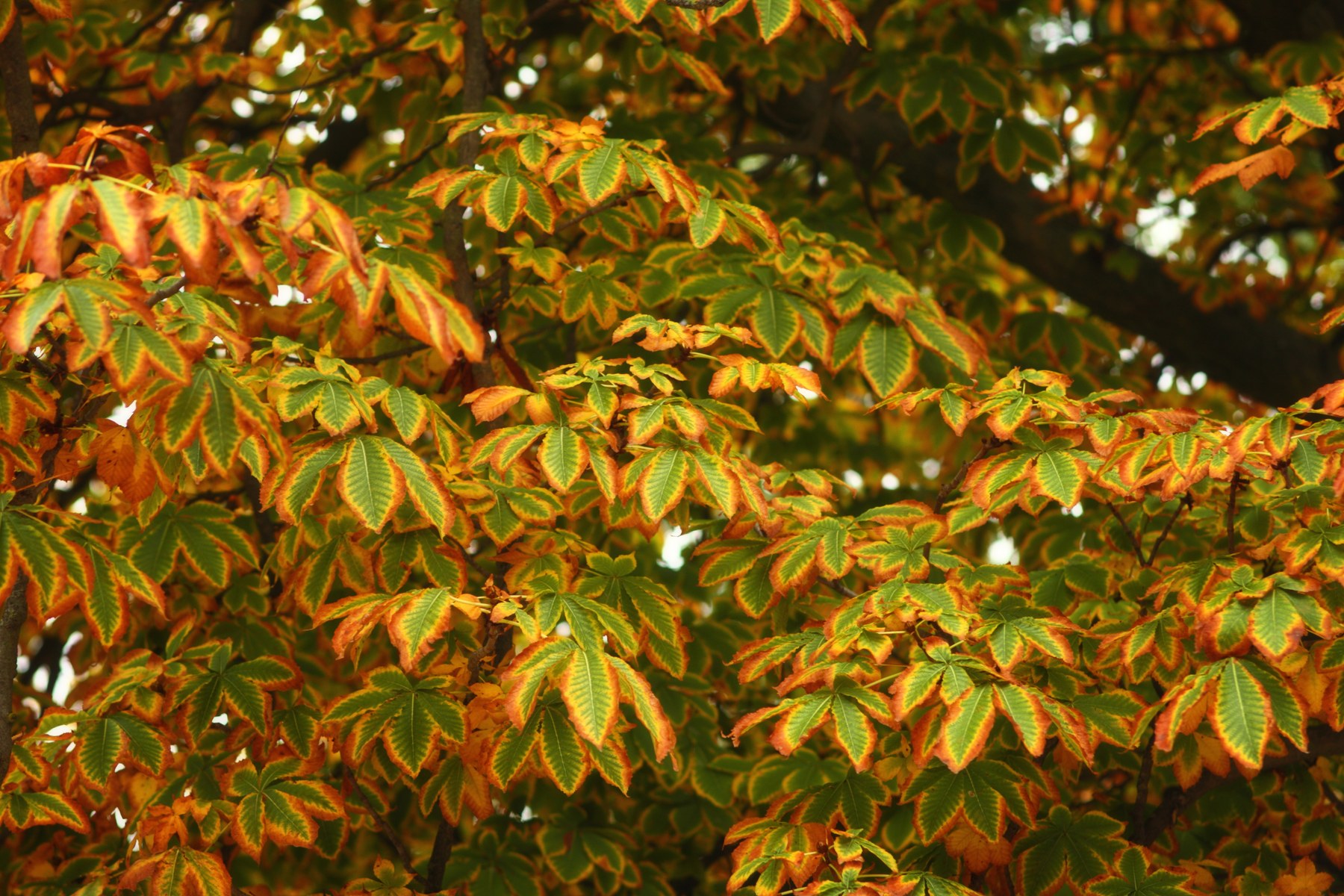 Autumn foliage in Retiro Park, Madrid, Spain